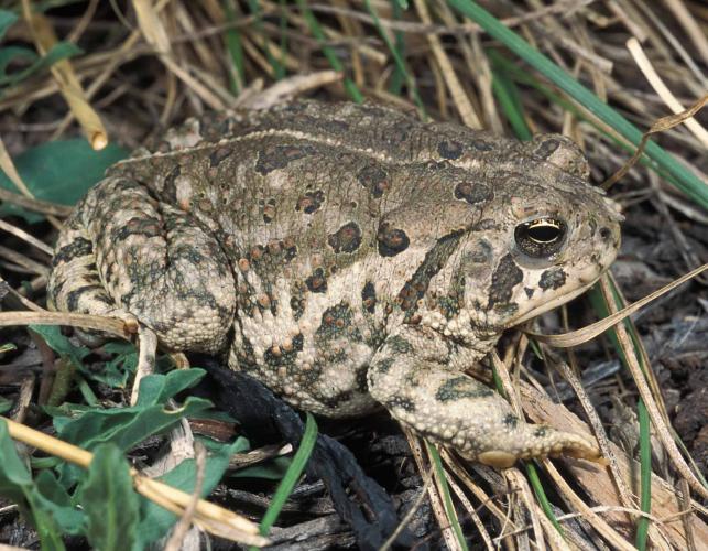 Photo of a Rocky Mountain toad walking in grass, showing back.