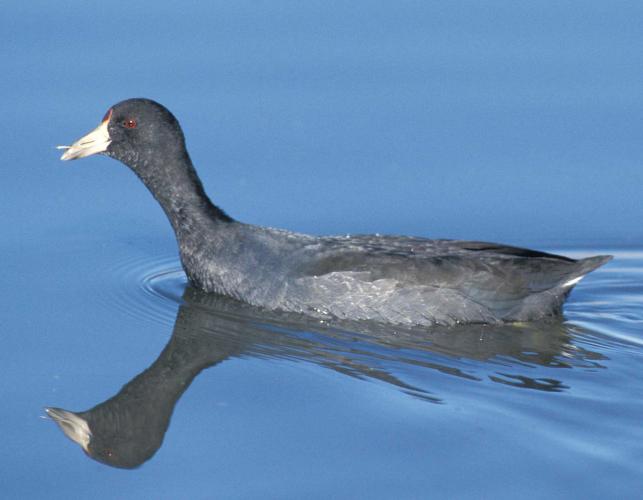 Photo of an American coot floating ducklike in water.