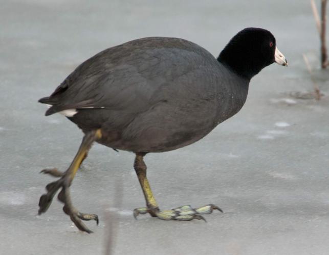 Photo of an American coot walking on ice, with lobed toes visible.