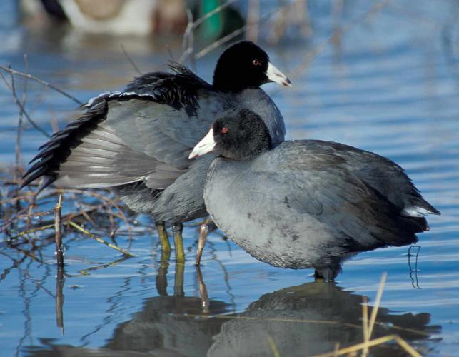 Photo of two American coots standing in shallow water.