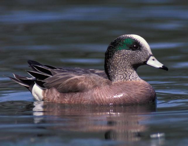 Photo of a male American wigeon swimming on water.