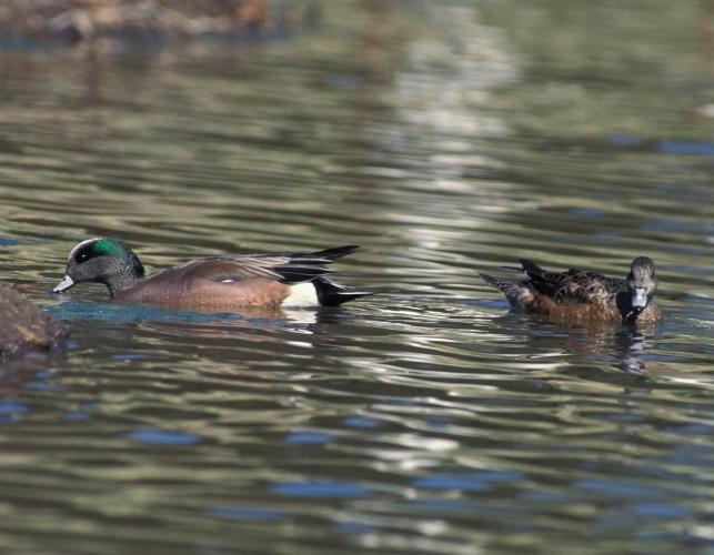 Photo of an American wigeon pair floating on a lake.