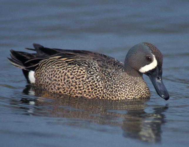 Photo of a male blue-winged teal.