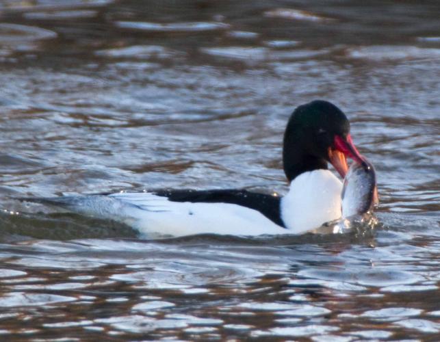 Photo of a male common merganser floating on water, eating a fish.