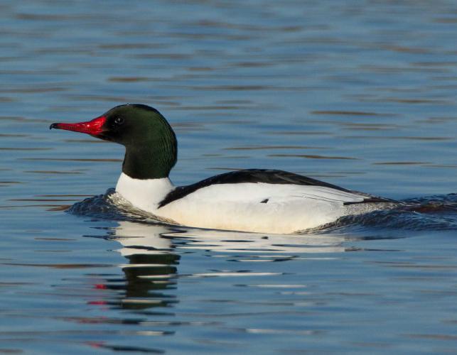 Photo of a male common merganser floating on water.