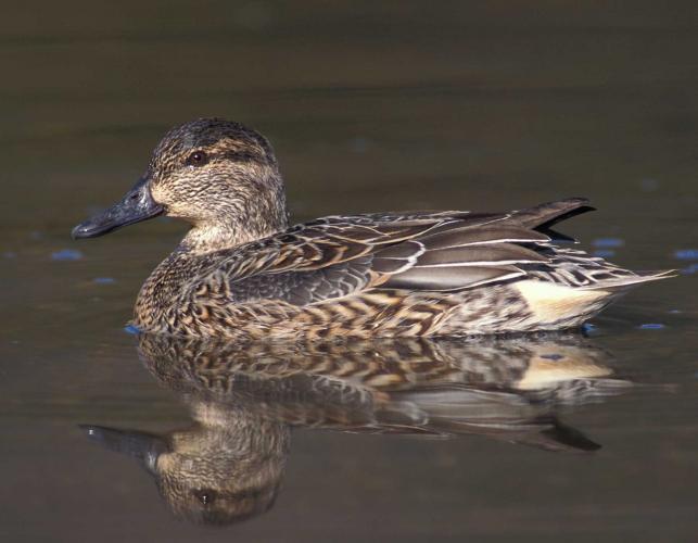 Photo of a female green-winged teal floating on water.