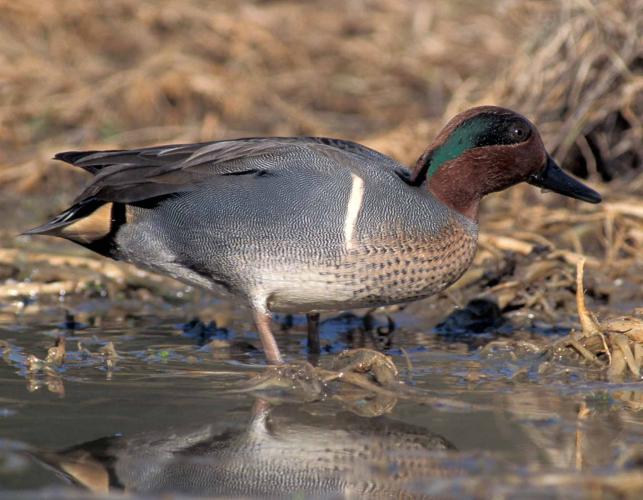 Photo of a male green-winged teal standing on a muddy pond bank.