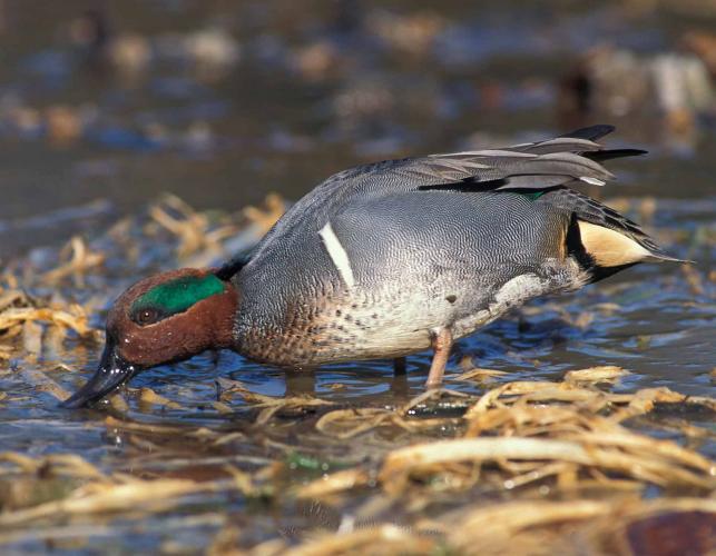 Photo of a male green-winged teal standing and dabbling in muddy shallow water.