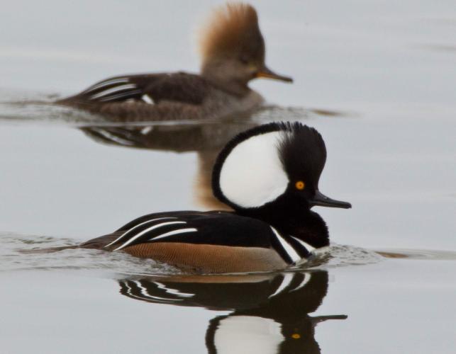 Photo of a hooded merganser pair floating on water, with their crests raised.