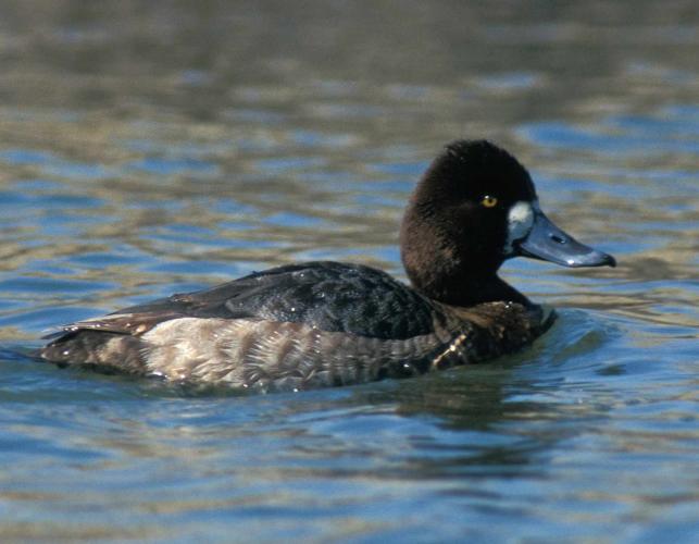 Photo of a female lesser scaup floating on water.