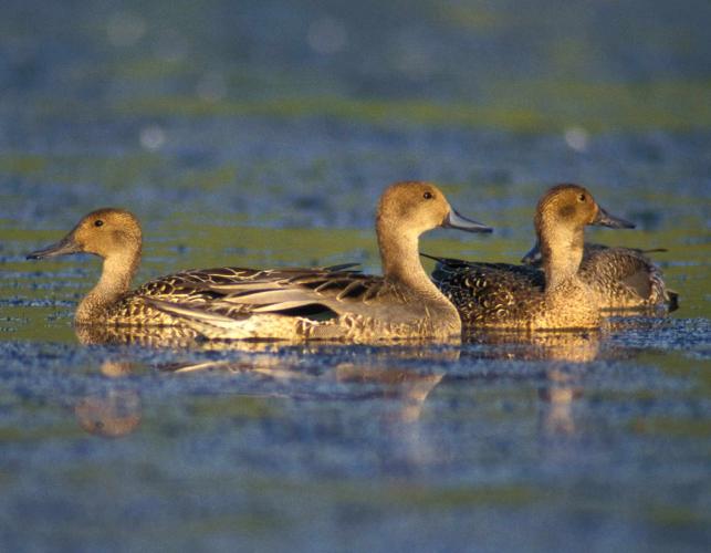 Photo of three female northern pintails floating on water.