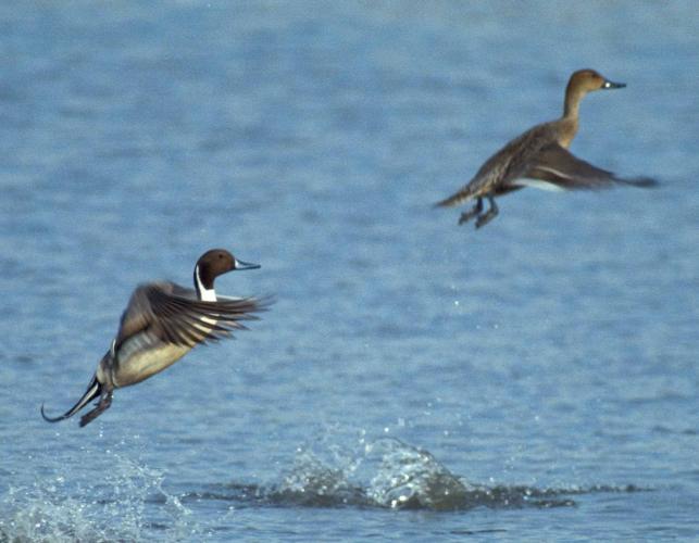 Photo of a northern pintail pair taking flight from water's surface.