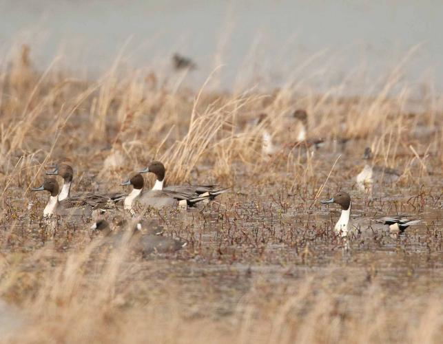 Photo of several male northern pintails standing in a grassy wetland area.