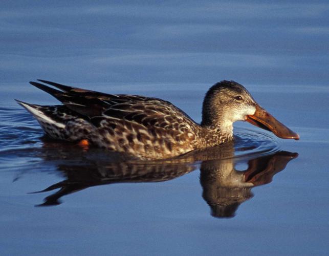 Photo of a female northern shoveler floating on water.