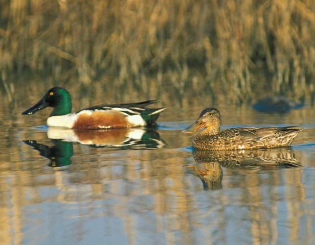 Photo of a northern shoveler pair floating on water.