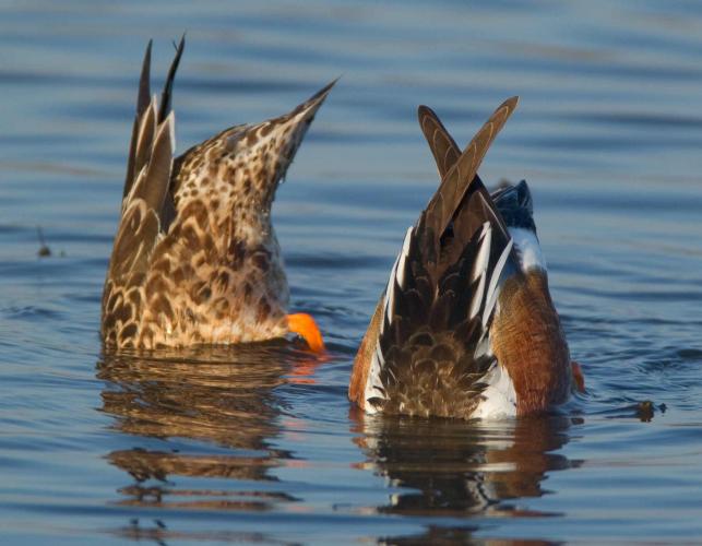 Photo of a northern shoveler pair tipping up, with only the tails out of water.