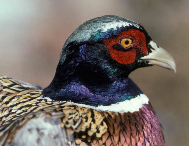 Photo of male ring-necked pheasant, closeup of head.