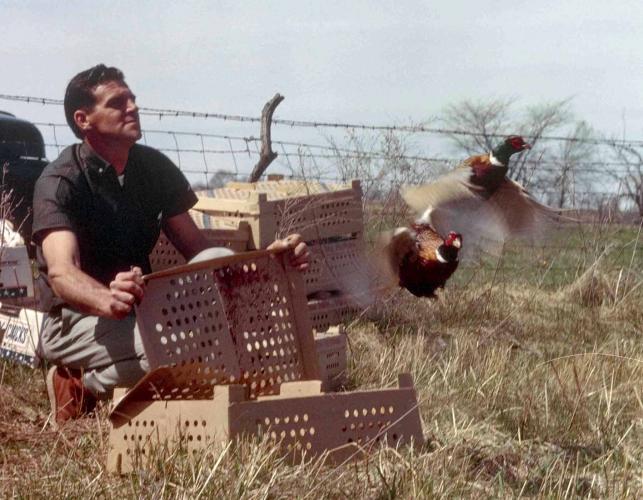 Photo of a man releasing two ring-necked pheasant cocks into a field.