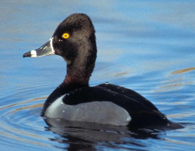 Photo of a male ring-necked duck floating on water.