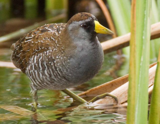 Photo of a sora standing among cattails.