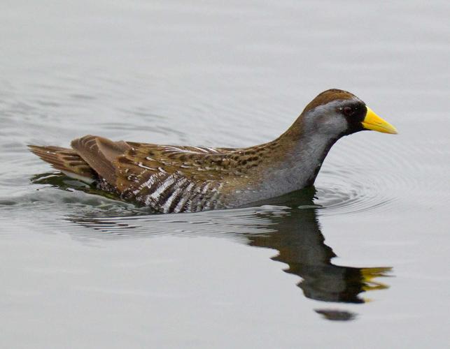 Photo of a sora swimming in water.