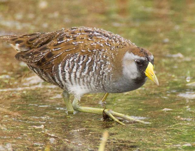 Photo of a sora walking in shallow, marshy water.