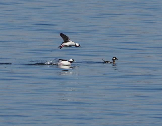 Bufflehead drakes show off their contrasting black and white plumage during thei