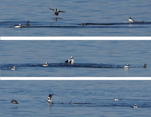 Bufflehead courtship displays are a series of exact movements that drakes use to