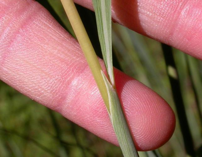 Photo of Indian grass culm, held in a hand showing pointed auricle.
