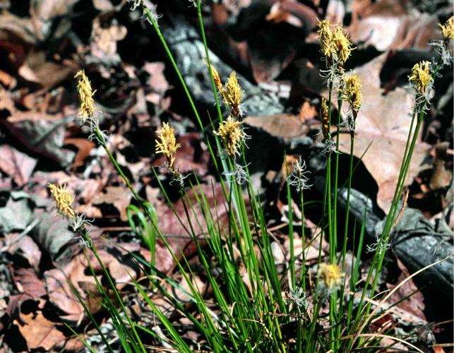 Photo of oak or white-tinged sedge plant with several blooming flower heads.