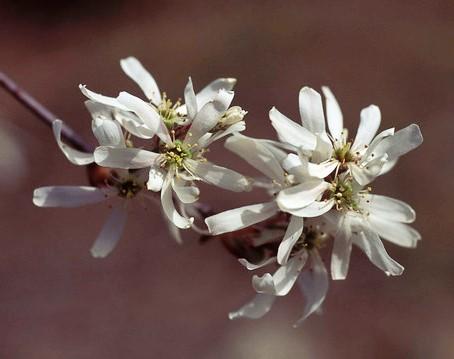 Serviceberry Blossoms