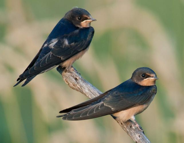 Photo of two juvenile barn swallows, perched.