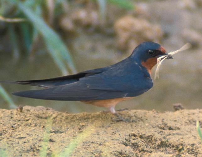 Photo of a barn swallow standing on ground holding dried grass in its bill.