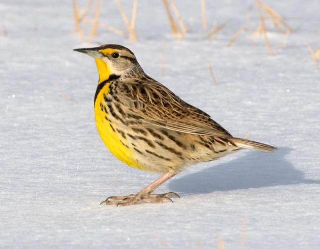 Photo of an eastern meadowlark, side view, on snowy ground.