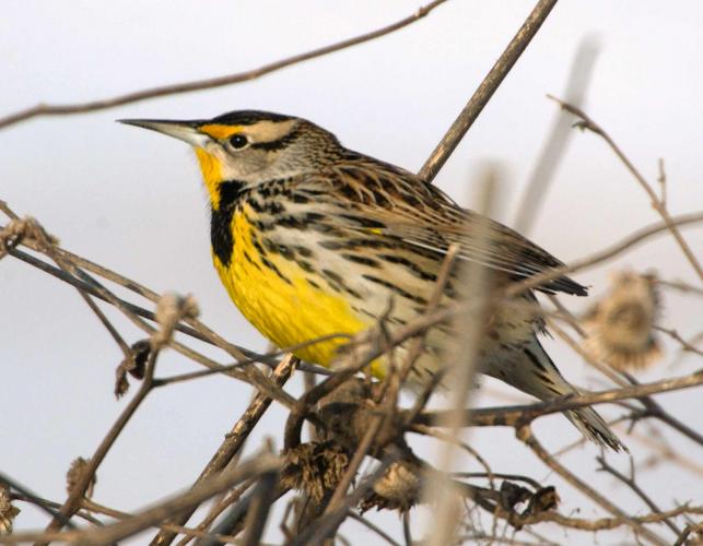 Photo of an eastern meadowlark perched among dried plant stalks.