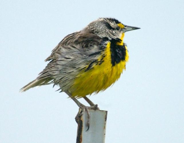 Photo of an eastern meadowlark perched on a fence post.