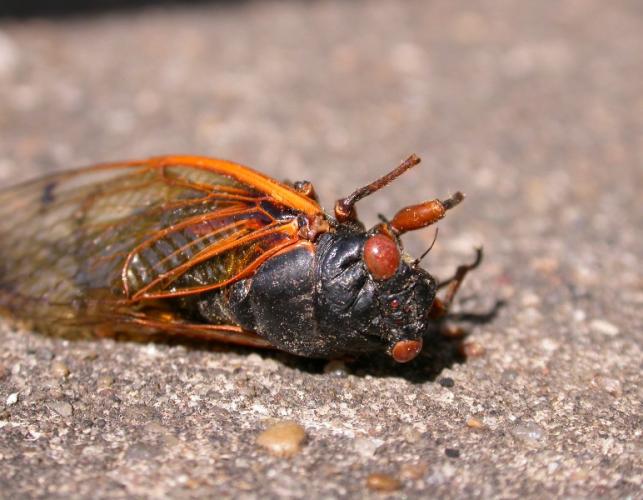 Photo of a dead periodical cicada on a sidewalk.