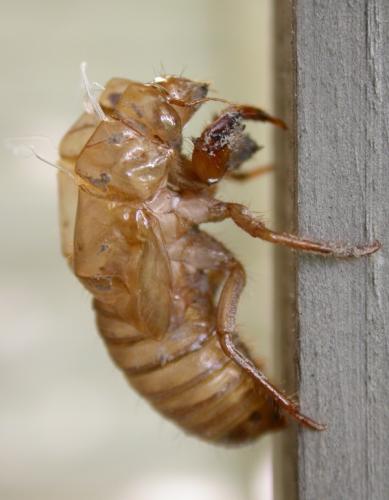Photo of a periodical cicada molt still clinging to a piece of wood, side view.