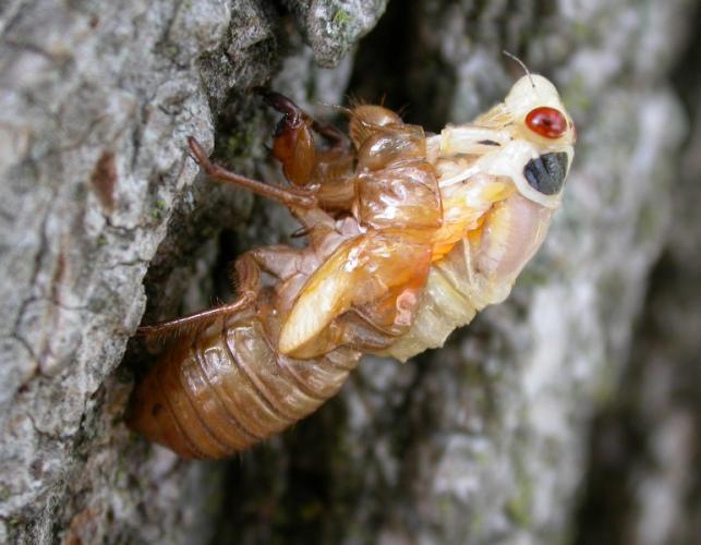 Photo of a periodical cicada in the process of molting.