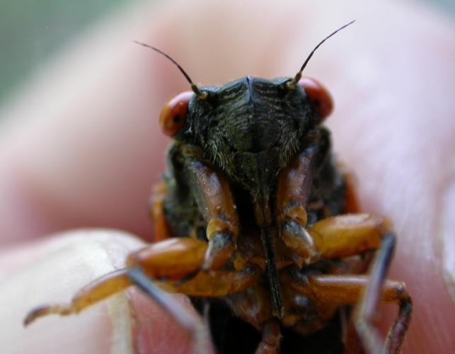 Photo of the face of a periodical cicada, showing mouthparts.