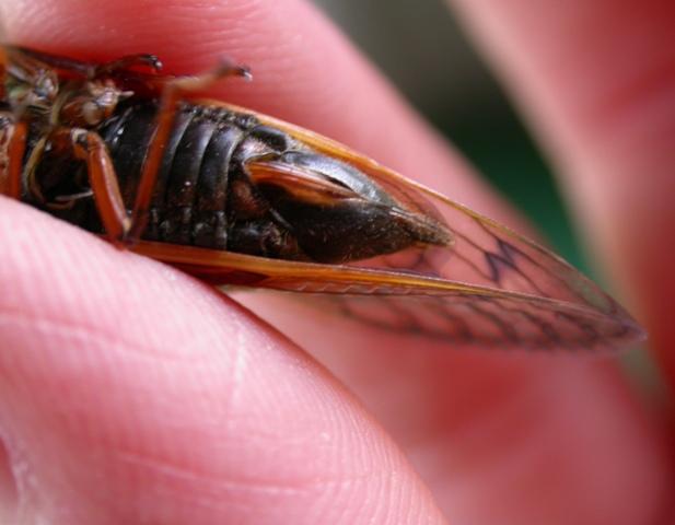 Photo of a female periodical cicada’s ovipositor.