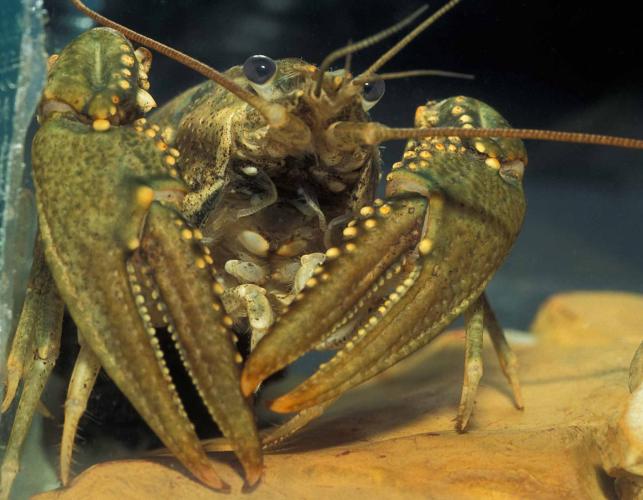 Photo of a northern crayfish showing pincers.