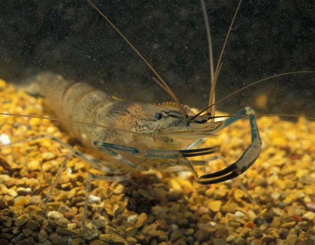 Photo of an Ohio shrimp with small grayish pincers in the foreground.