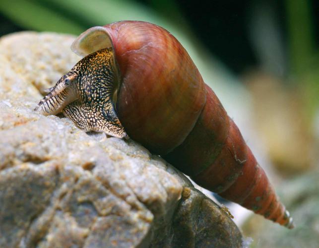 Photo of a sharp hornsnail crawling on a rock.