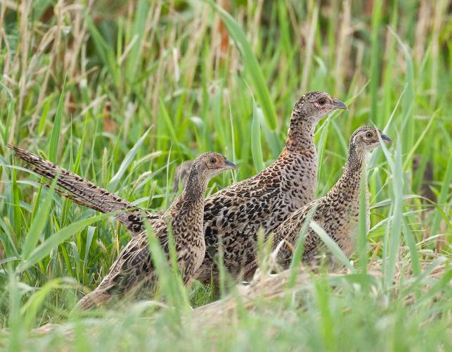 Photo of three immature ring-necked pheasants in a grassy field.