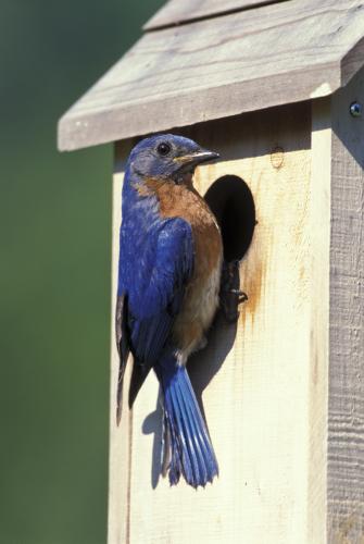 Male eastern bluebird perched at the opening of a wooden bird house. 