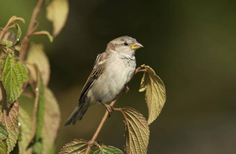 Photo of a female house sparrow perched on a small branch.