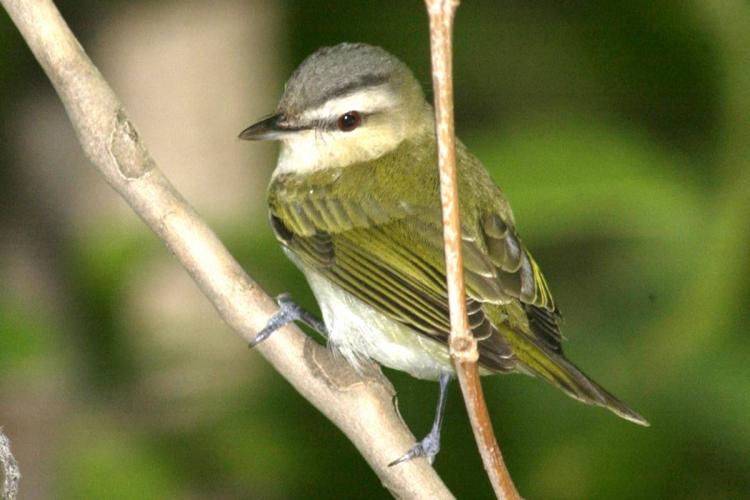 A red-eyed vireo perched on a tree limb