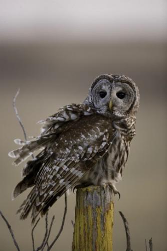 Barred owl perched on a fence post