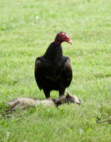 Turkey vulture standing in grass with a dead raccoon 